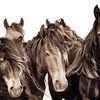 Product Image 1 for The Wild Horses Of Sable Island Coffee Table Book from ACC Art Books