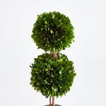 Product Image 2 for Boxwood Double Sphere Topiary Drop-in 20" from Napa Home And Garden