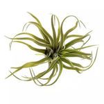 Product Image 1 for Medium Faux Tillandsia from Homart