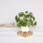 Product Image 4 for Fluorite Cachepot, Ceramic White, Teal from Homart