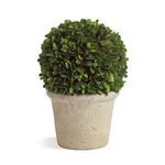 Product Image 2 for Boxwood Ball In Pot from Napa Home And Garden