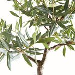Product Image 3 for Olive Tree Drop-in 40" from Napa Home And Garden