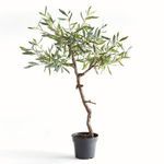 Product Image 2 for Olive Tree Drop-in 40" from Napa Home And Garden
