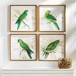 Product Image 2 for Green Parrots Study, Set Of 4 from Napa Home And Garden