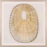 Product Image 1 for Shell I Art from Shadow Catchers