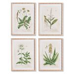 Product Image 2 for Vintage Botanical Study, Set Of 4 from Napa Home And Garden