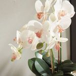 Product Image 4 for Phalaenopsis Orchid Drop-In 23" from Napa Home And Garden