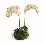 Product Image 1 for Phalaenopsis 16" Mini Garden Drop-In from Napa Home And Garden