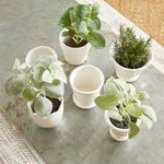 Product Image 4 for Mirabelle Mini Cachepots, Set Of 6 from Napa Home And Garden