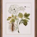 Product Image 1 for Leaves Of Lace IV from Shadow Catchers