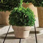 Product Image 3 for Boxwood Ball In Pot from Napa Home And Garden