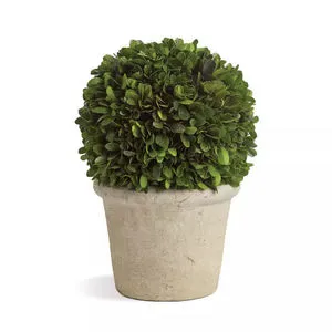Product Image 1 for Boxwood Ball In Pot from Napa Home And Garden