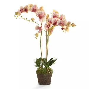 Product Image 1 for Phalaenopsis Orchid Drop In from Napa Home And Garden