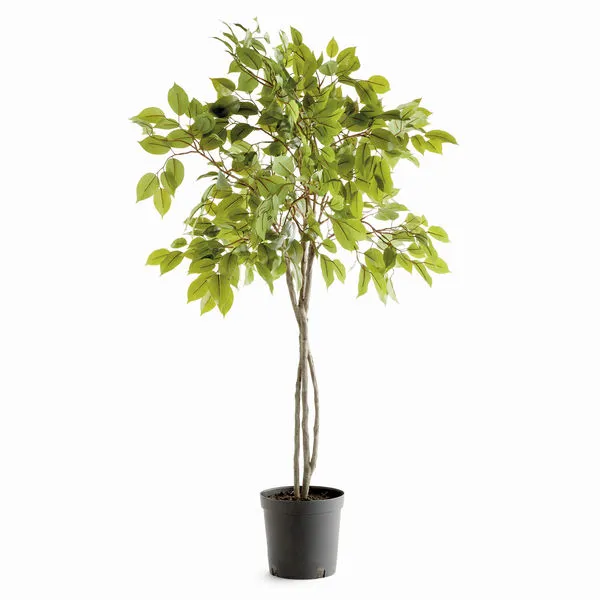 Product Image 1 for Ficus Tree Drop-in 51" from Napa Home And Garden