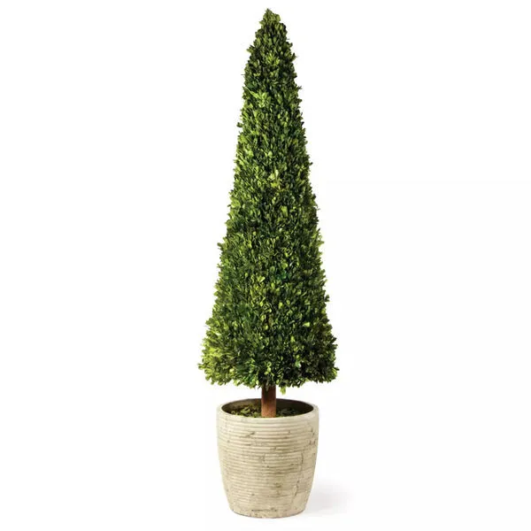 Product Image 1 for Boxwood Cone Topiary from Napa Home And Garden