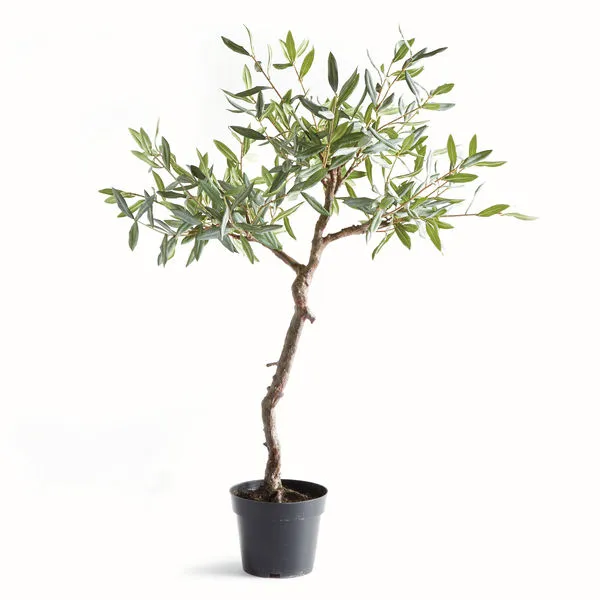 Product Image 1 for Olive Tree Drop-in 40" from Napa Home And Garden