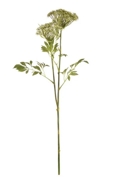 Product Image 1 for Queen Anne's Lace Stems, Set of 4 from SN Warehouse