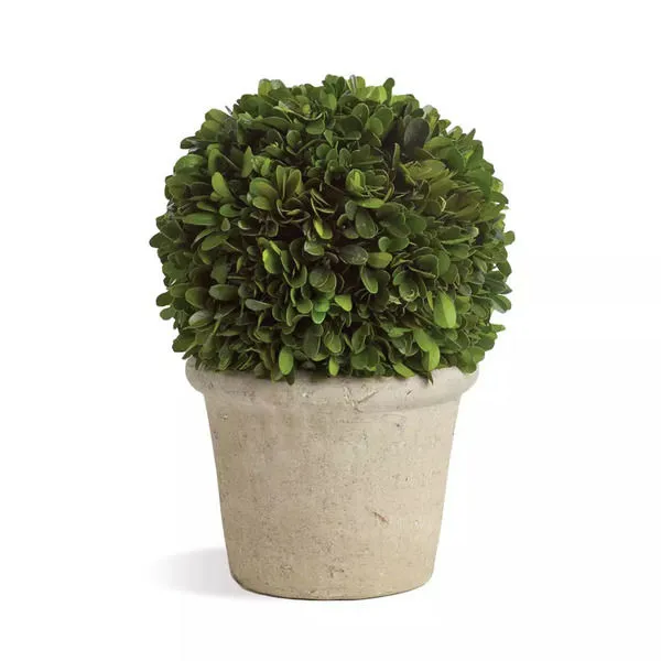 Product Image 1 for Boxwood Ball In Pot from Napa Home And Garden