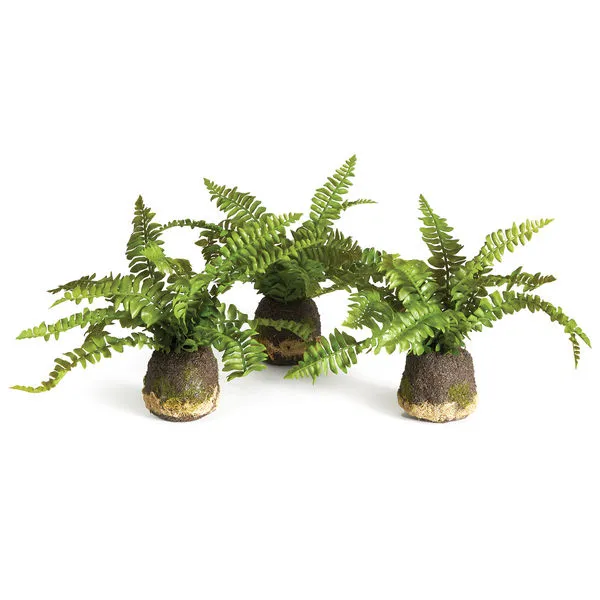 Product Image 1 for Boston Fern Drop-ins, Set Of 3 from Napa Home And Garden