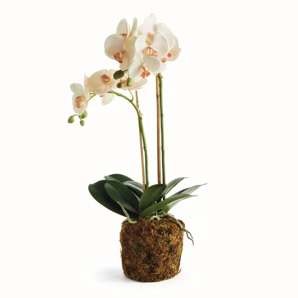 Product Image 1 for Phalaenopsis Orchid Drop-In 23" from Napa Home And Garden