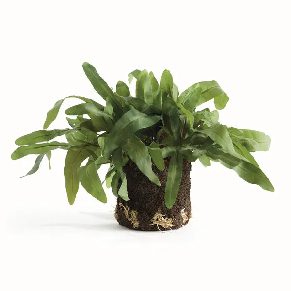 Product Image 1 for Echeveria Fern Drop-In 13.5" from Napa Home And Garden