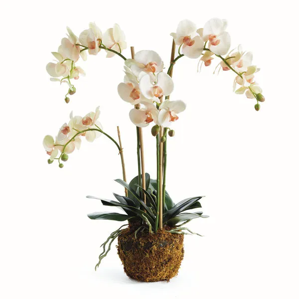 Product Image 1 for Phalaenopsis Orchid Drop-In 30" from Napa Home And Garden
