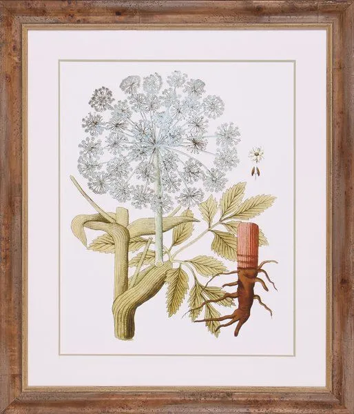 Product Image 1 for Leaves Of Lace III from Shadow Catchers