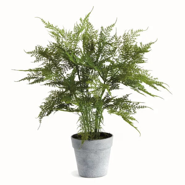 Product Image 1 for Plumosa Fern Drop-In 21" from Napa Home And Garden