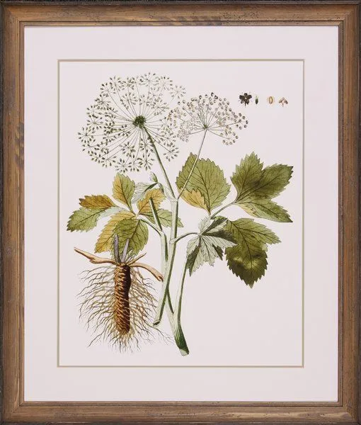 Product Image 1 for Leaves Of Lace IV from Shadow Catchers